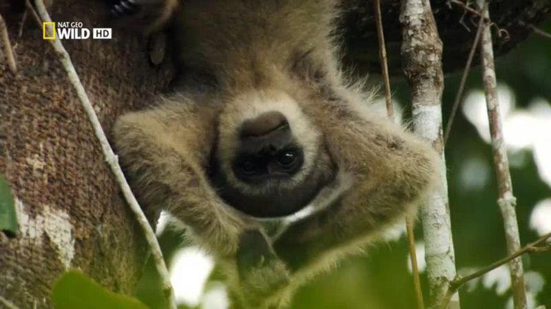 Wild Untamed Brazil 2of5 Feast Of The Giant Anteater HDTV x264 AAC MVGroup org mp4 preview 8