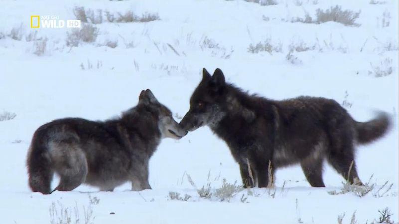 National Geographic Wild The Rise of Black Wolf 720p HDTV x264 AAC MVGroup org mp4 preview 11