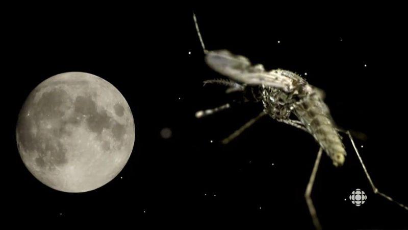 The Nature Of Things 9of9 Zapped The Buzz About Mosquitoes 720p HDTV x264 AAC MVGroup org mp4 preview 5