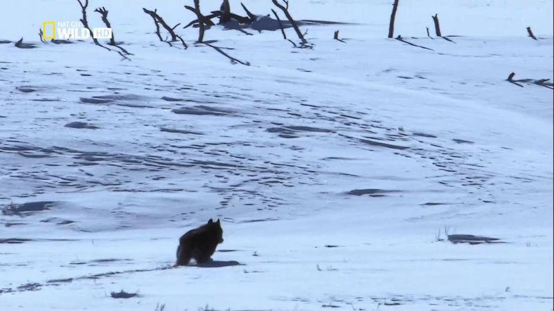 National Geographic Wild The Rise of Black Wolf 720p HDTV x264 AAC MVGroup org mp4 preview 4