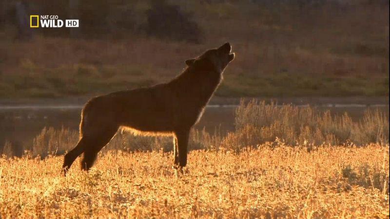 National Geographic Wild The Rise of Black Wolf 720p HDTV x264 AAC MVGroup org mp4 preview 2