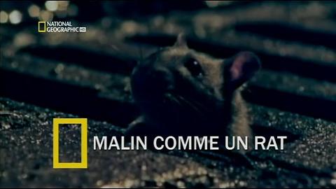 Malin Comme Un Rat Malin Comme Un Rat