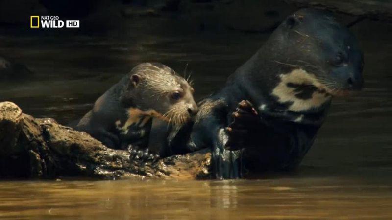 Wild Untamed Brazil 2of5 Feast Of The Giant Anteater HDTV x264 AAC MVGroup org mp4 preview 3