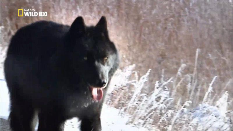 National Geographic Wild The Rise of Black Wolf 720p HDTV x264 AAC MVGroup org mp4 preview 0