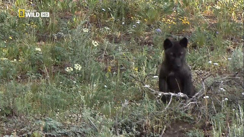 National Geographic Wild The Rise of Black Wolf 720p HDTV x264 AAC MVGroup org mp4 preview 6