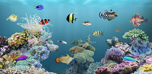 picture picture