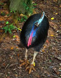 Cassowaries Documentary